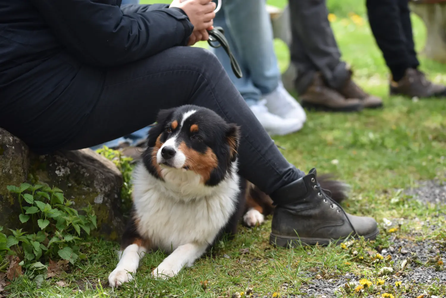 Hund von FellFibel