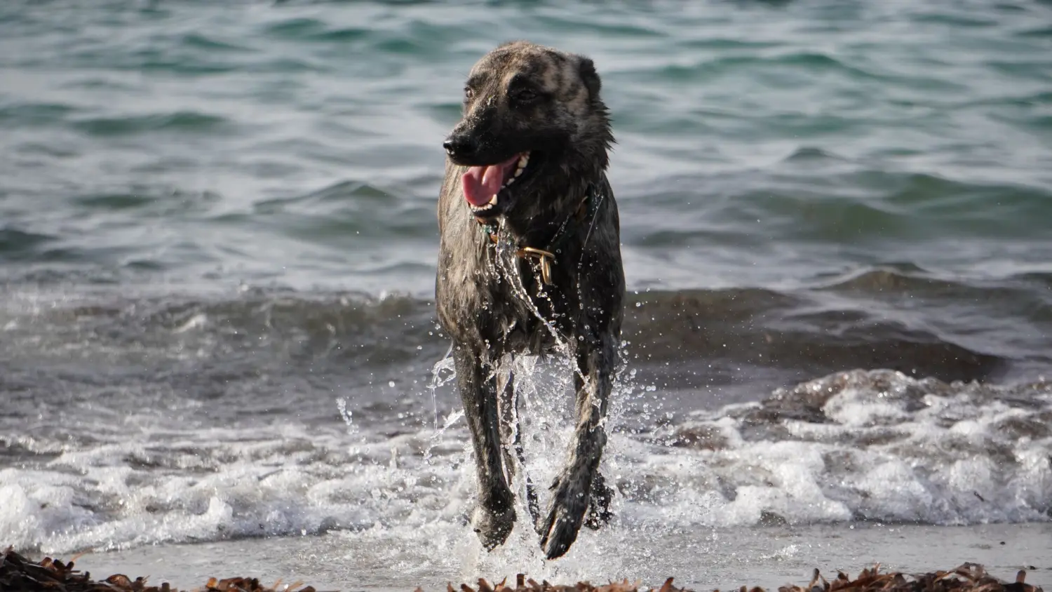 Hund von FellFibel