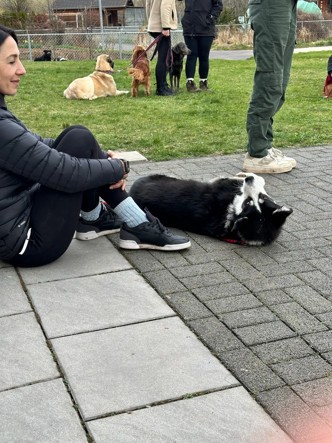 Mann leistet dem Hund Erste Hilfe von FellFibel