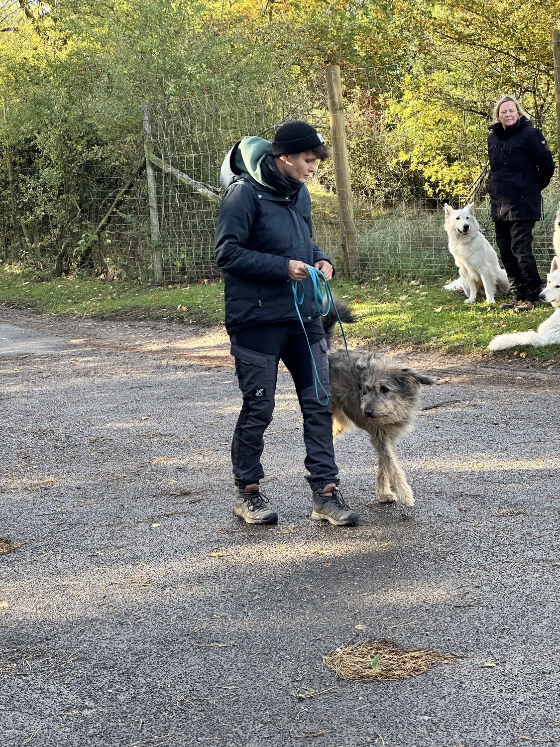 Ein Mann mit einer Hundecollage