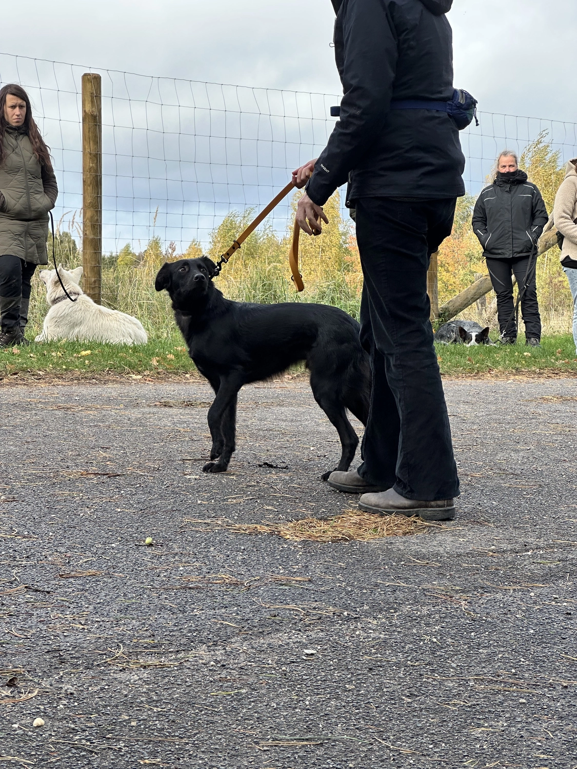 Ein Mann mit einer Hundecollage