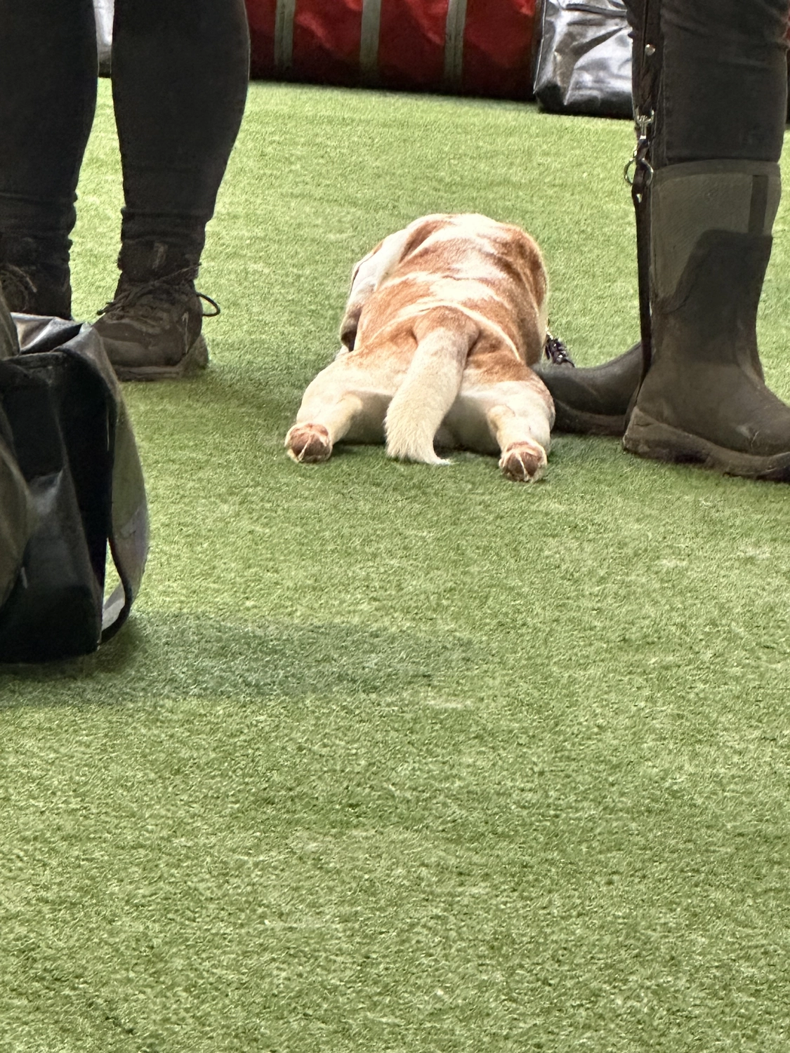 Ein Mann mit einer Hundecollage