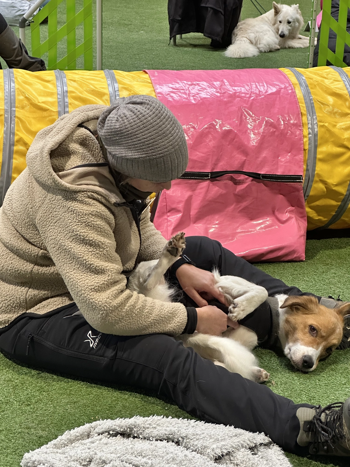 Ein Mann mit einer Hundecollage