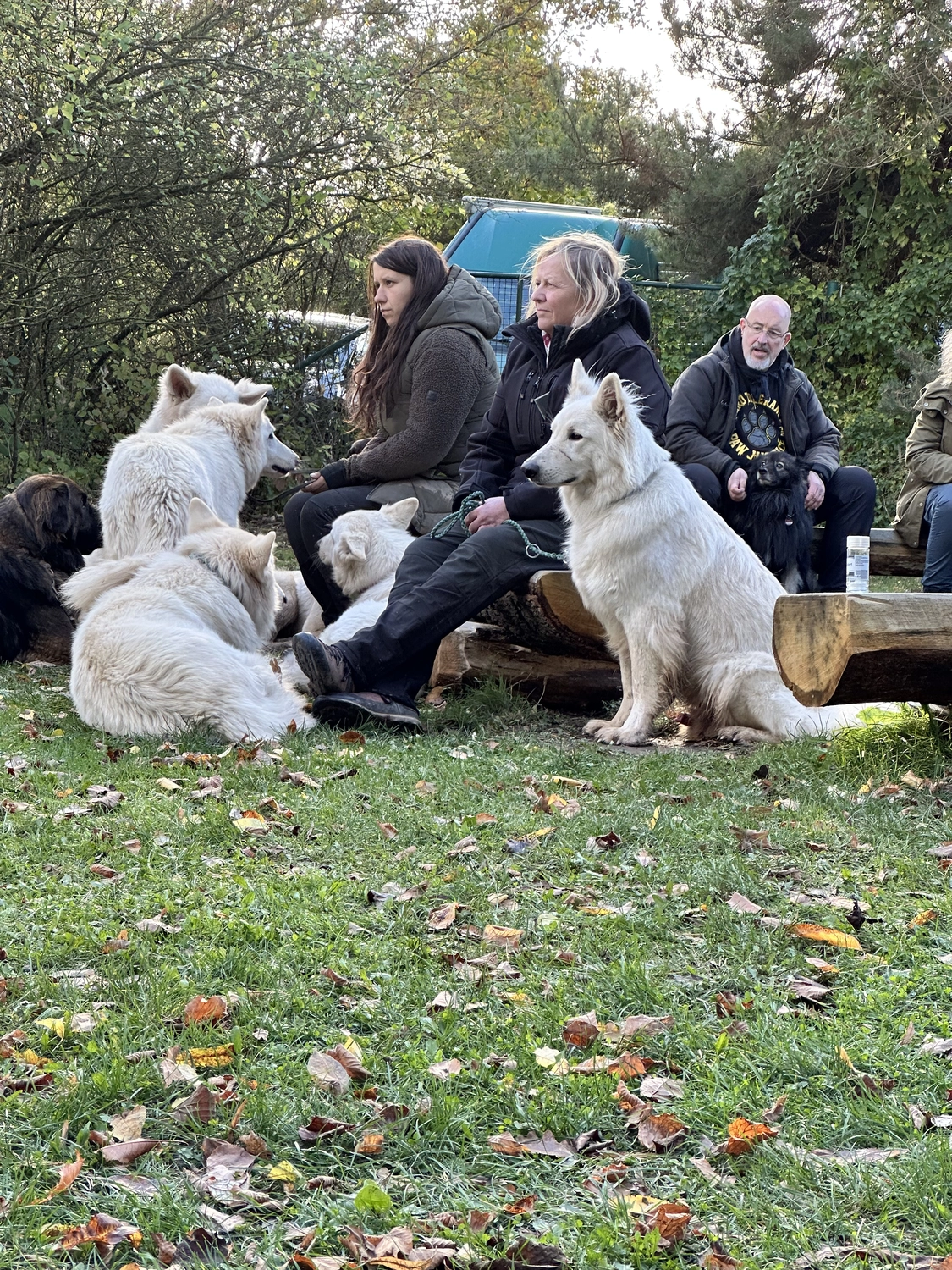 Ein Mann mit einer Hundecollage
