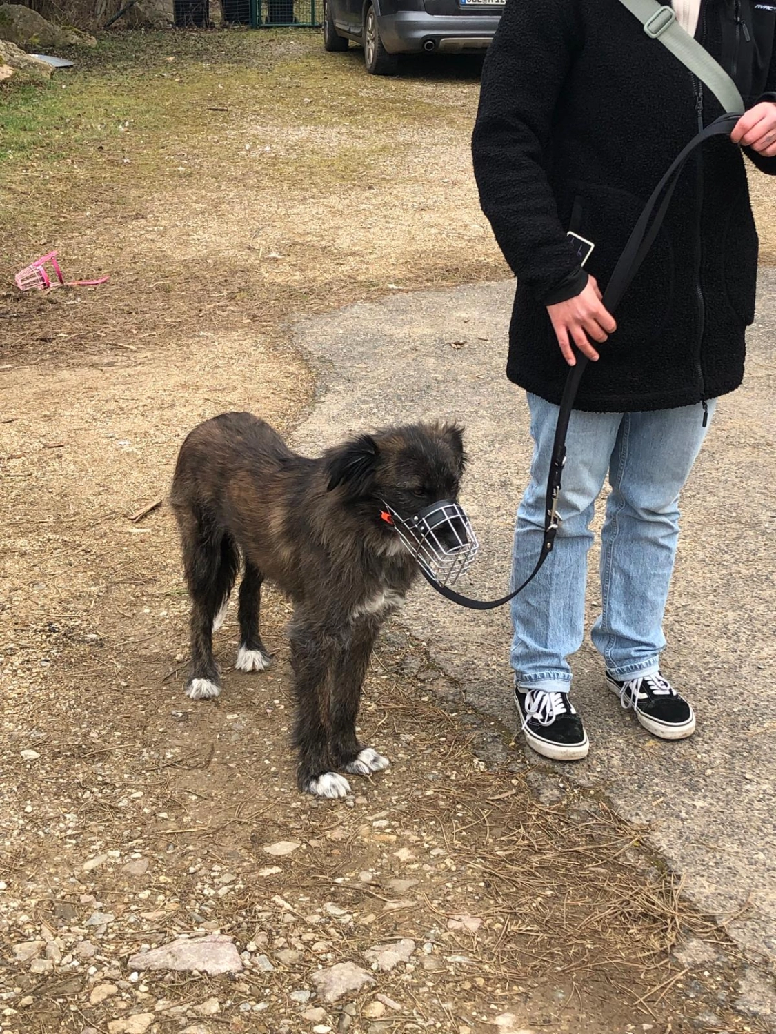 Mann leistet dem Hund Erste Hilfe von FellFibel